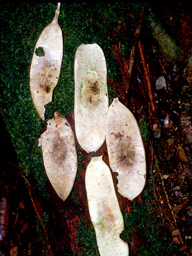 Specimen: Cedrelinga cateniformis