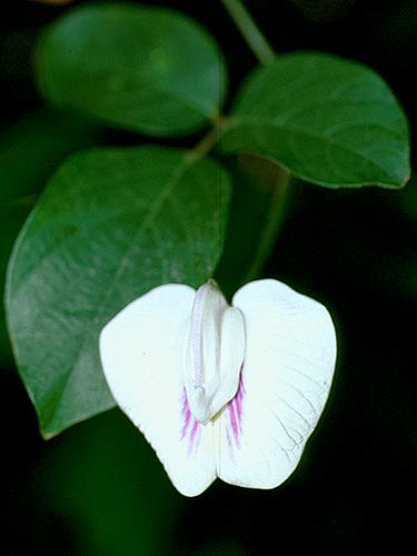 Centrosema | Live Plant Photos | The Field Museum