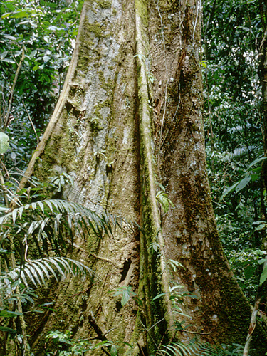 Dussia | Live Plant Photos | The Field Museum