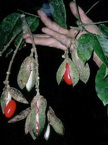 Dussia | Live Plant Photos | The Field Museum