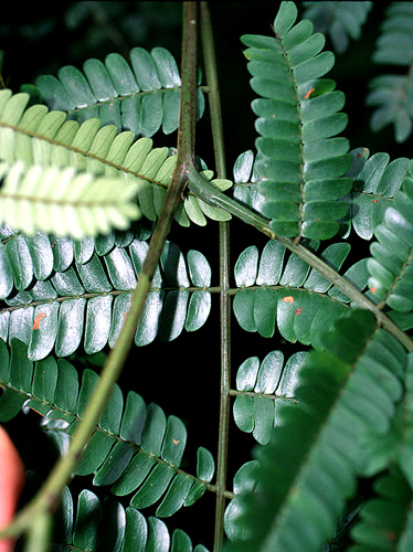 Pseudopiptadenia suaveolens Live Plant Photos The Field Museum