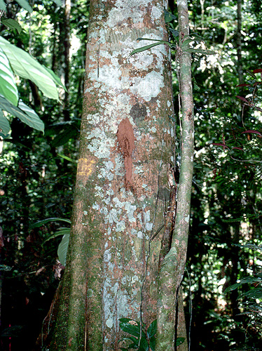 Pseudopiptadenia suaveolens Fotos de Campo The Field Museum