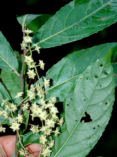 Homalium | Live Plant Photos | The Field Museum