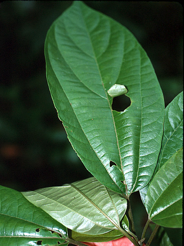 Sparattanthelium Fotos de Campo The Field Museum