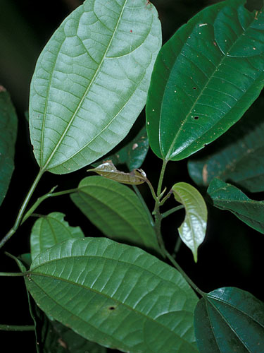 Sparattanthelium Fotos de Campo The Field Museum