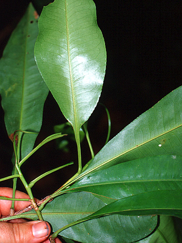 Roucheria humiriifolia | Live Plant Photos | The Field Museum