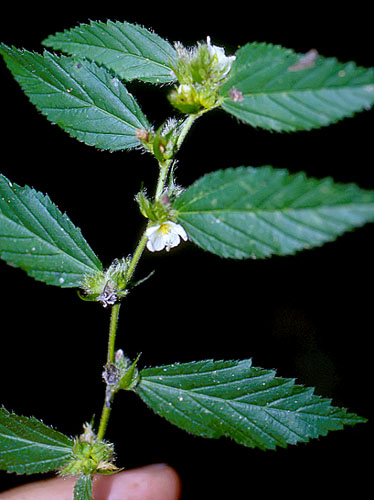 Sida | Live Plant Photos | The Field Museum