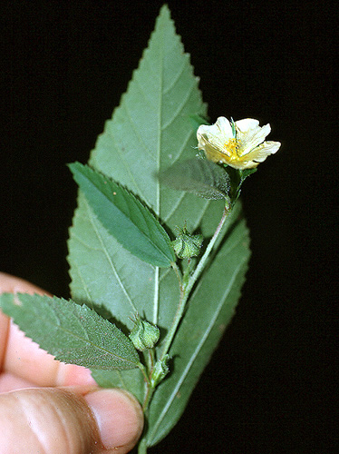 Sida | Live Plant Photos | The Field Museum