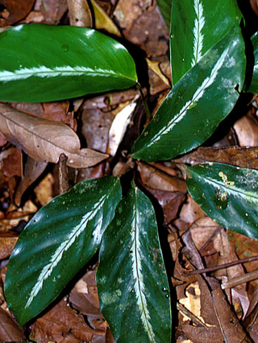 Calathea micans | Live Plant Photos | The Field Museum