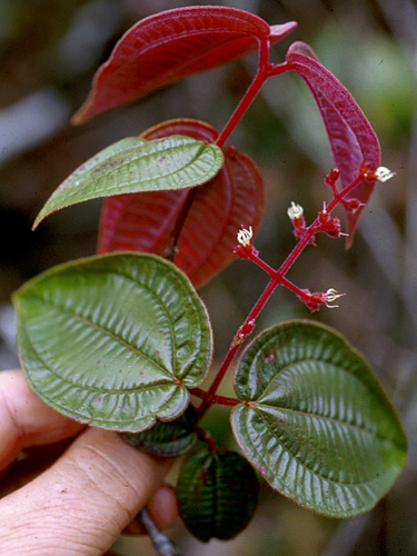 Leandra | Live Plant Photos | The Field Museum