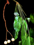 Neotropical Live Plant Photo | ARAL-sche-mega-per-31276