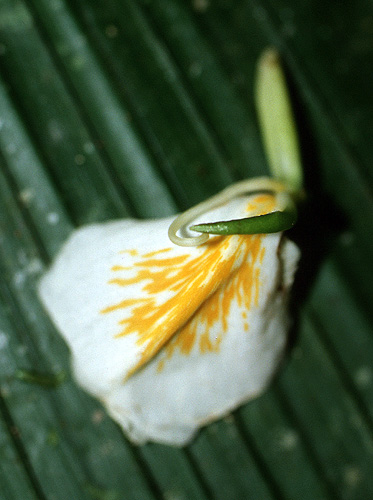 Ver