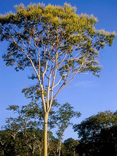 Ver
