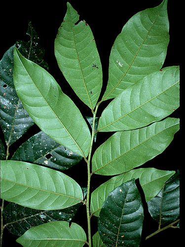 Trichilia erythrocarpa | Fotos de Campo | The Field Museum