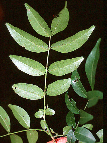 Trichilia minutiflora | Live Plant Photos | The Field Museum