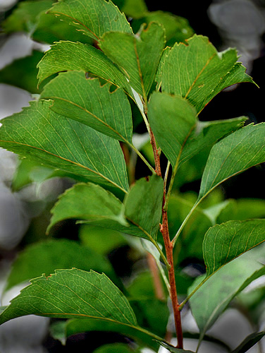 Roupala montana Live Plant Photos The Field Museum