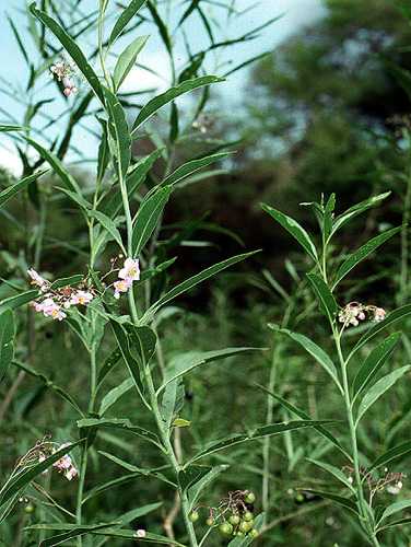 Solanum glaucescens | Live Plant Photos | The Field Museum