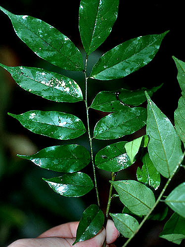 Picramnia | Live Plant Photos | The Field Museum