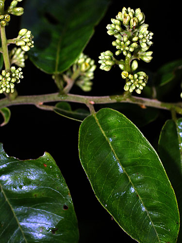 Bredemeyera Live Plant Photos The Field Museum