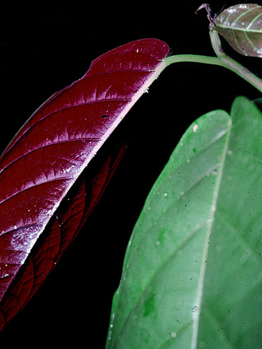 Coccoloba Coronata Live Plant Photos The Field Museum