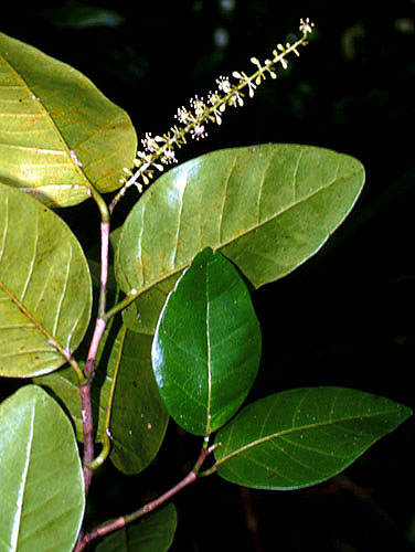 Coccoloba Diversifolia Live Plant Photos The Field Museum