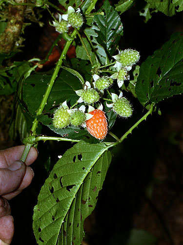 Rubus | Fotos de Campo | The Field Museum