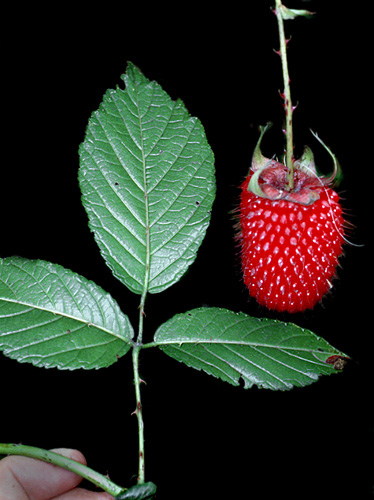 Rubus | Fotos de Campo | The Field Museum