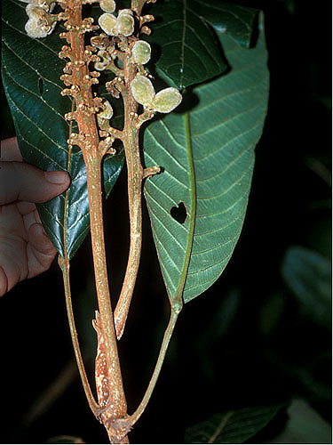 Conchocarpus | Fotos de Campo | The Field Museum