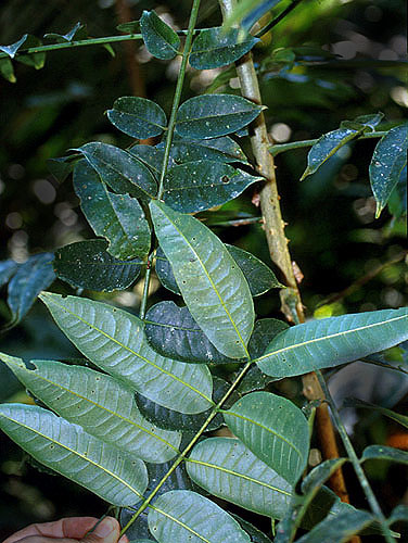 Zanthoxylum | Fotos de Campo | The Field Museum