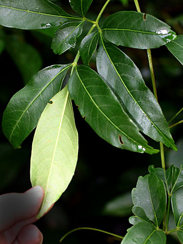 Serjania | Live Plant Photos | The Field Museum