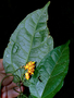 Neotropical Live Plant Photo | CUCU-gura-guen-ecu-13170 | Rapid Inventory 3