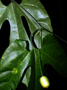 Neotropical Live Plant Photo | CUCU-sely-prun-per-31361