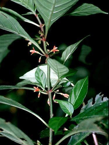 Hoffmannia | Live Plant Photos | The Field Museum