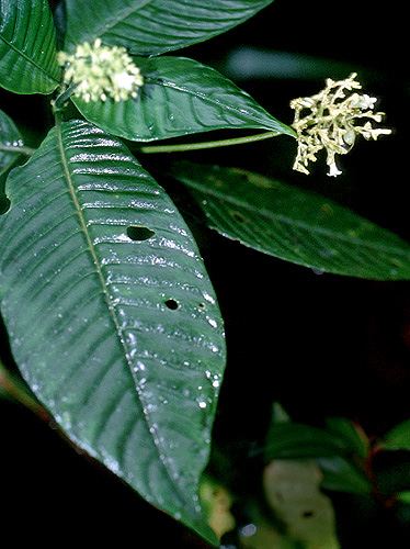 Notopleura Fotos de Campo The Field Museum