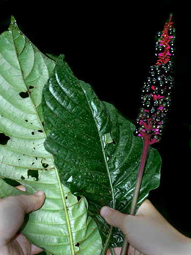 Palicourea subspicata | Fotos de Campo | The Field Museum