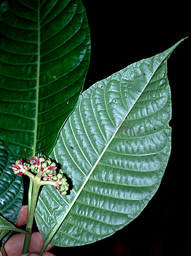 Palicourea pandensis | Live Plant Photos | The Field Museum