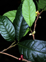 Neotropical Live Plant Photo | MORA-soro--per-31511