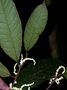 Neotropical Live Plant Photo | MORA-soro--per-31516