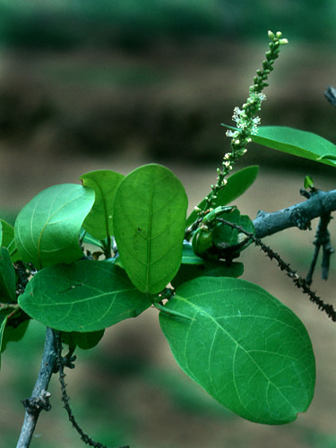 Cocioba Rares Coccoloba ruiziana | Live Plant Photos | The Field Museum