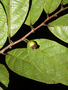 Neotropical Live Plant Photo | MORA-trym-amaz-per-cvri5914 | Rapid Inventory 22