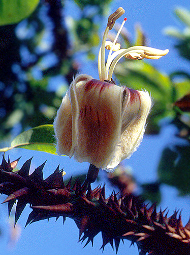 Ceiba erianthos | Live Plant Photos | The Field Museum