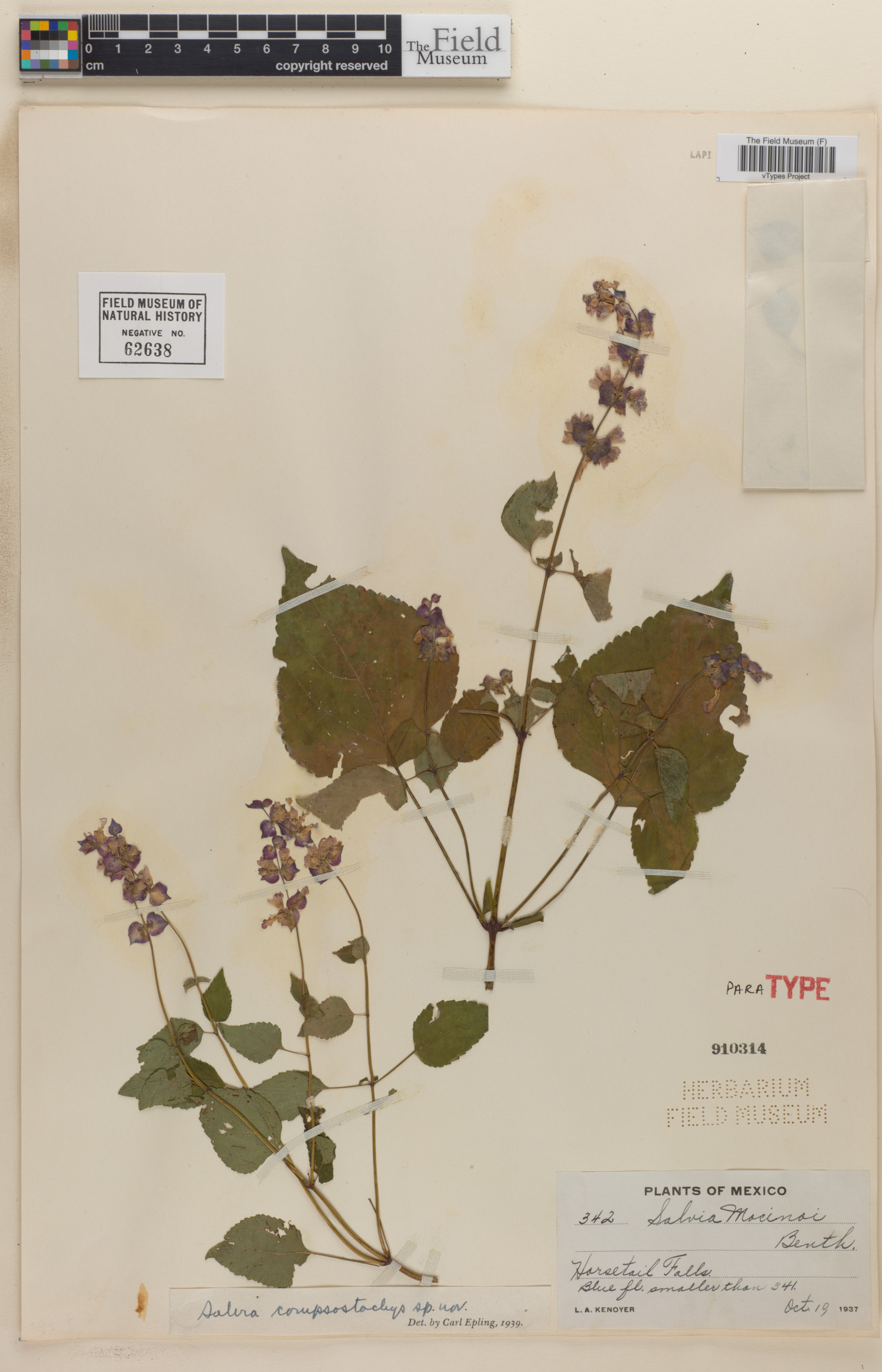 Salvia compsostachys image