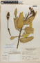 Colicodendron scabridum (Kunth) Seem., Peru, A. Sagástegui A. 632, F