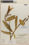 Colicodendron bahianum Cornejo & Iltis, Peru, A. Sagástegui A. 10965, F