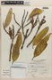 Colicodendron scabridum (Kunth) Seem., Peru, J. Mostacero L. 755, F
