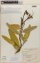Colicodendron scabridum (Kunth) Seem., Peru, A. López M. 7978, F