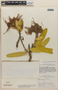 Colicodendron scabridum (Kunth) Seem., Peru, P. C. Hutchison 3352, F