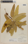 Colicodendron scabridum (Kunth) Seem., Peru, P. C. Hutchison 1358, F