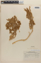 Atriplex rotundifolia Dombey ex Moq., Peru, W. J. Eyerdam 25172, F