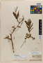 Pithecellobium schomburgkii Benth., BRITISH GUIANA [Guyana], R. H. Schomburgk 874, Isotype, F